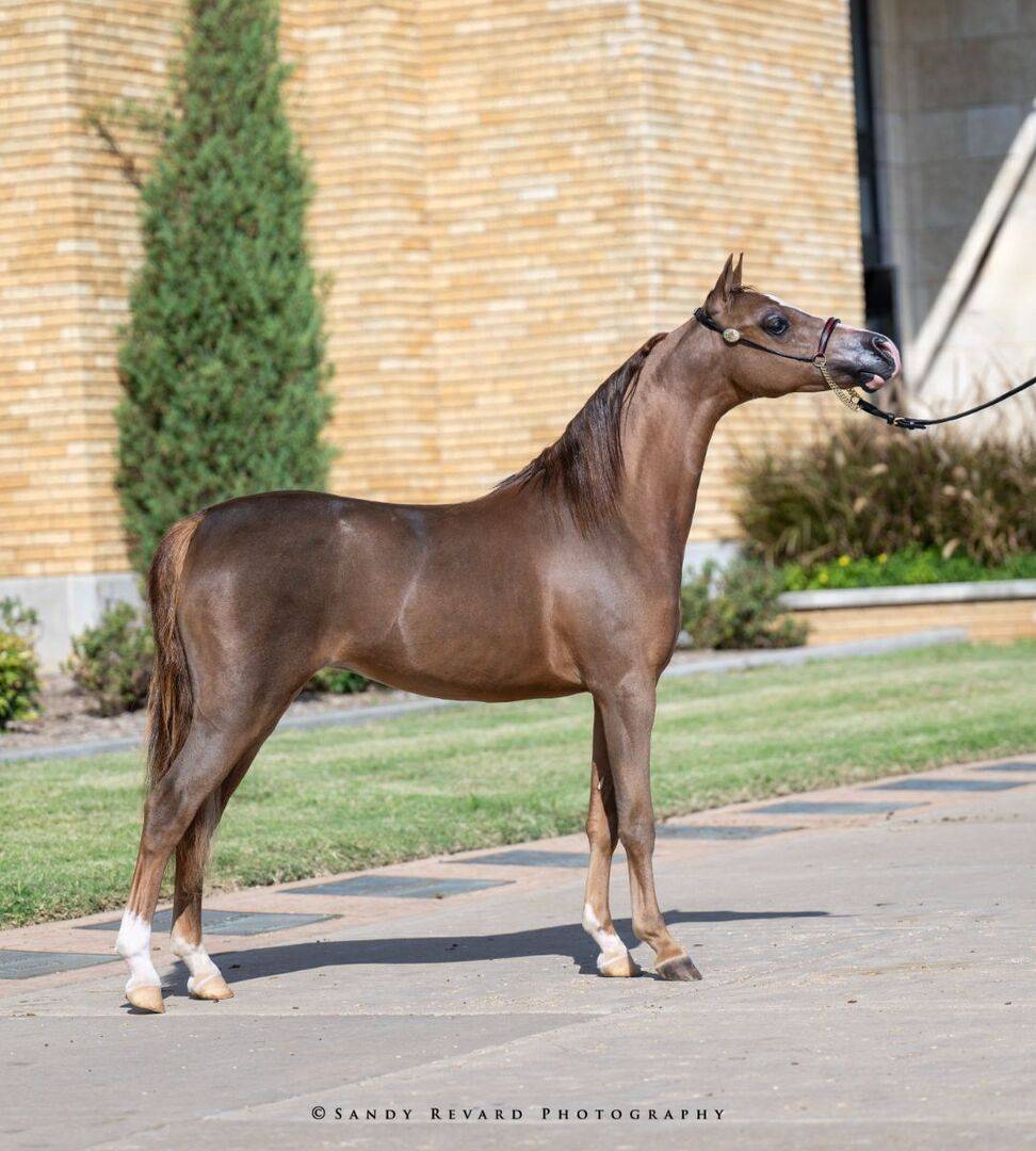 Show Horses | Proven Champions at Ravenwood